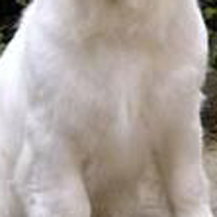 克伦伯猎鹬犬的胸部