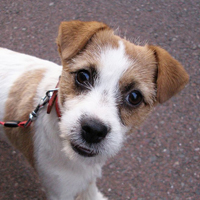 杰克罗素梗的头部