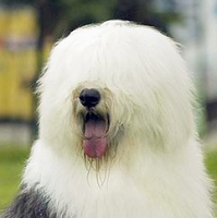 古代英国牧羊犬的头部