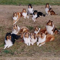 苏格兰牧羊犬的颜色