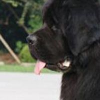 纽芬兰犬的鼻子