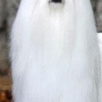 马尔济斯犬的胸部