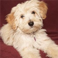 哈瓦那犬的颜色