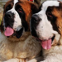 圣伯纳犬的头部