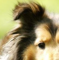 喜乐蒂牧羊犬的耳朵