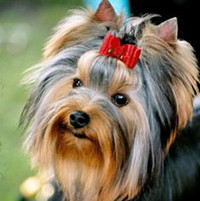 约克夏梗的头部