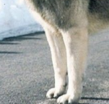 挪威猎麋犬的前腿