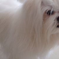 马尔济斯犬的颈部