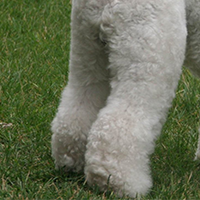 贝灵顿梗的后腿