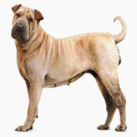 中国沙皮犬的整体描述