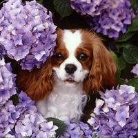 骑士查理王小猎犬的整体描述