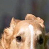 苏俄猎狼犬的耳朵