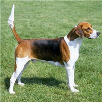 英国猎狐犬的毛发