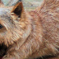 罗威士梗的颜色