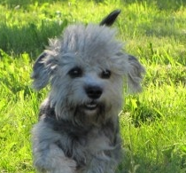 丹迪丁蒙梗的鼻子