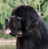 纽芬兰犬的头部