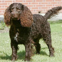 美国水猎犬的整体描述