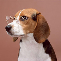 比格猎犬的颜色