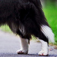 边境牧羊犬的后腿