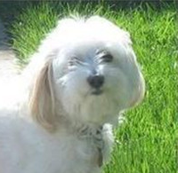 哈瓦那犬的头部