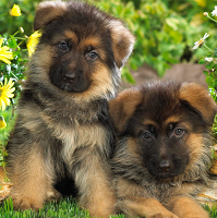 德国牧羊犬的颜色