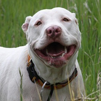 斯塔福郡斗牛梗的头部