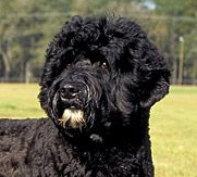 葡萄牙水犬的鼻子