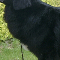 纽芬兰犬的胸部