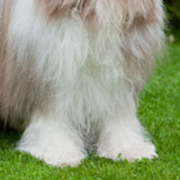 古代长须牧羊犬的前腿