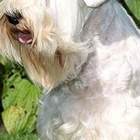 西里汉梗的毛发