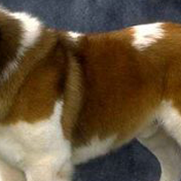 圣伯纳犬的毛发