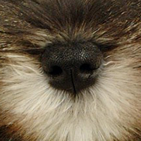 雪纳瑞犬的鼻子