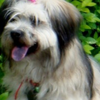 波兰低地牧羊犬的颈部