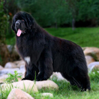 纽芬兰犬的整体描述