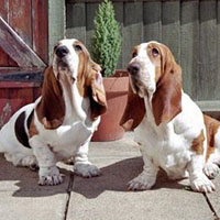 巴吉度犬的毛发