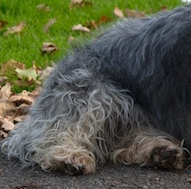 丹迪丁蒙梗的后腿