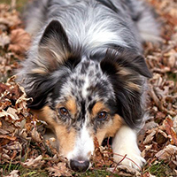 澳大利亚牧羊犬的毛发