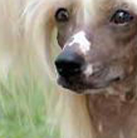 中国冠毛犬的鼻子