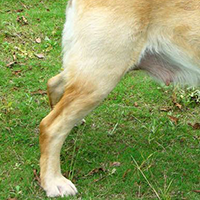 拉布拉多寻回犬的后腿