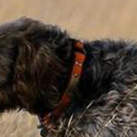 刚毛指示格里芬犬的颈部