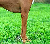 罗得西亚脊背犬的前腿