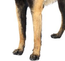 比利时玛利诺犬的前腿