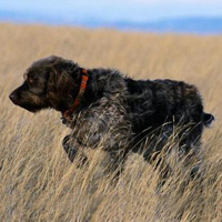 刚毛指示格里芬犬的整体描述