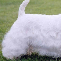 西里汉梗的后腿