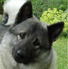 挪威猎麋犬的鼻子