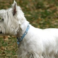 西高地犬的颈部