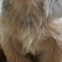 约克夏梗的胸部