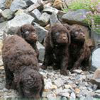 美国水猎犬的颜色