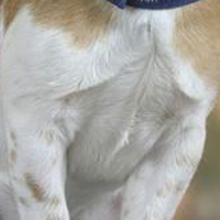 杰克罗素梗的胸部