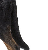 法国狼犬的尾巴